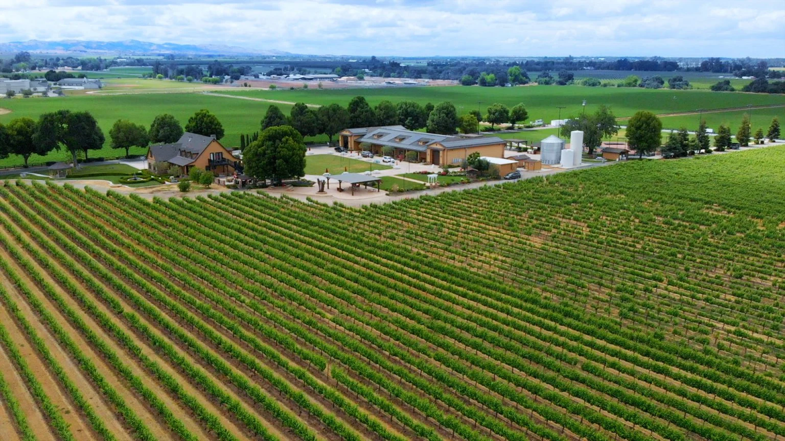 Aerial view of Campos Family Vineyards and its rows of vines in East Contra Costa County